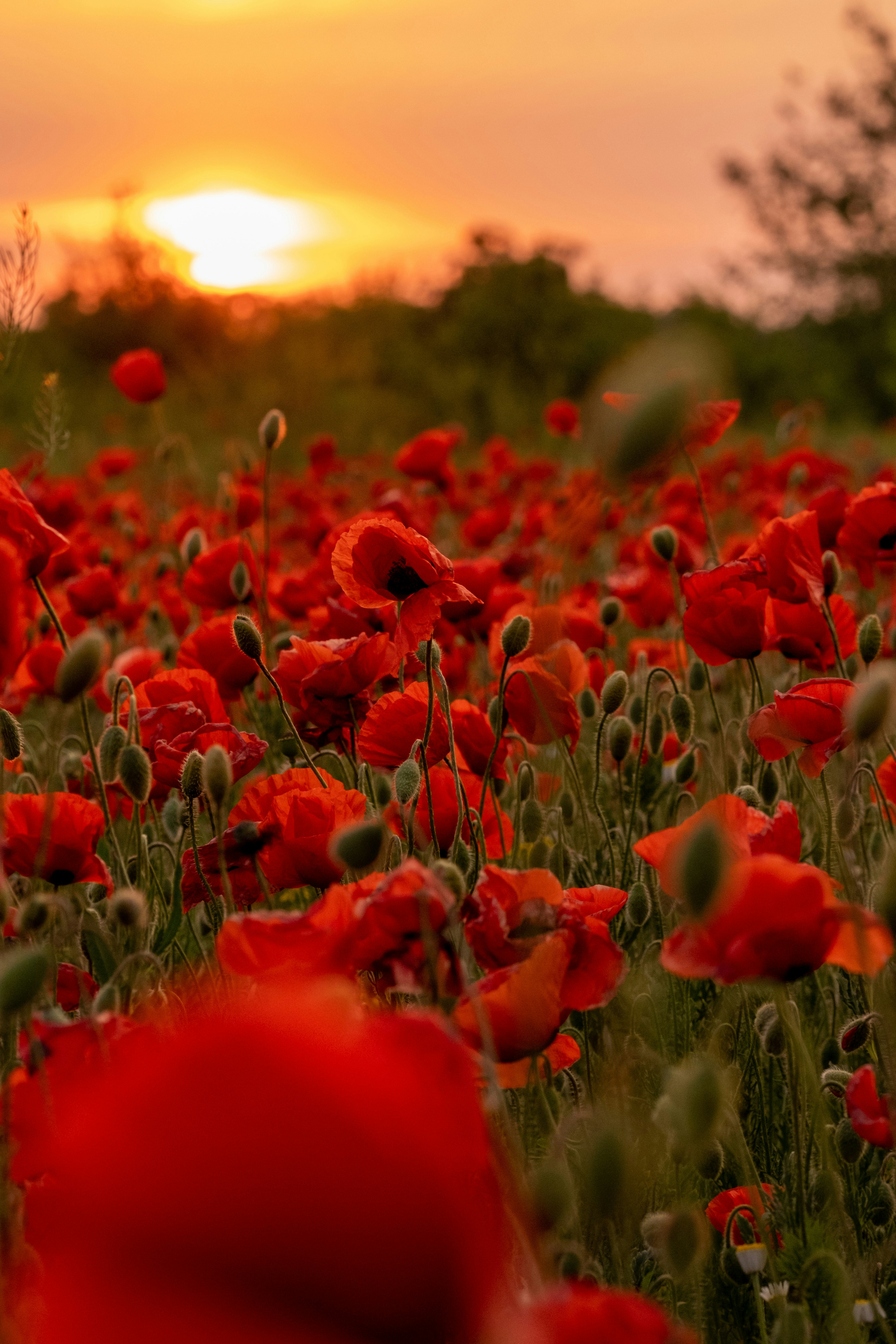 Photo by halofourteen