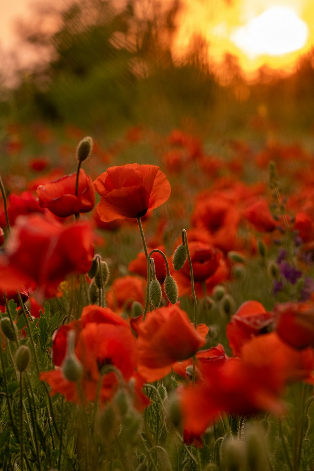 a field of red flowers