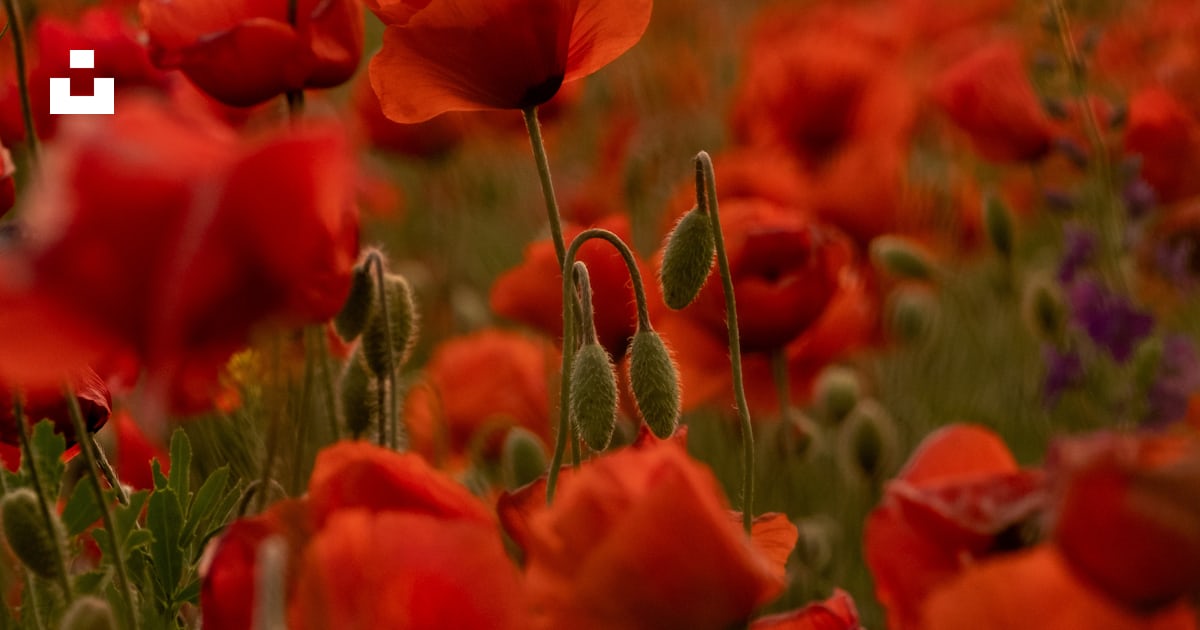 Un champ de fleurs rouges photo – Image gratuite de SUSNET (en anglais ...