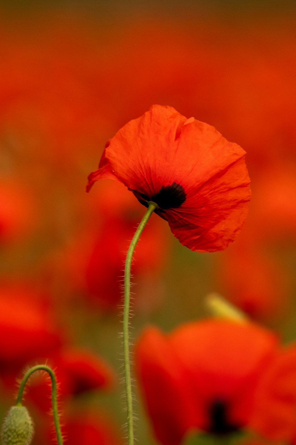 a close up of a red flower