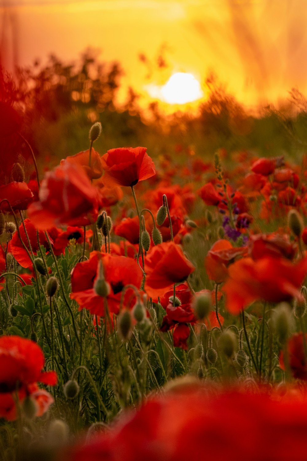 a field of red flowers