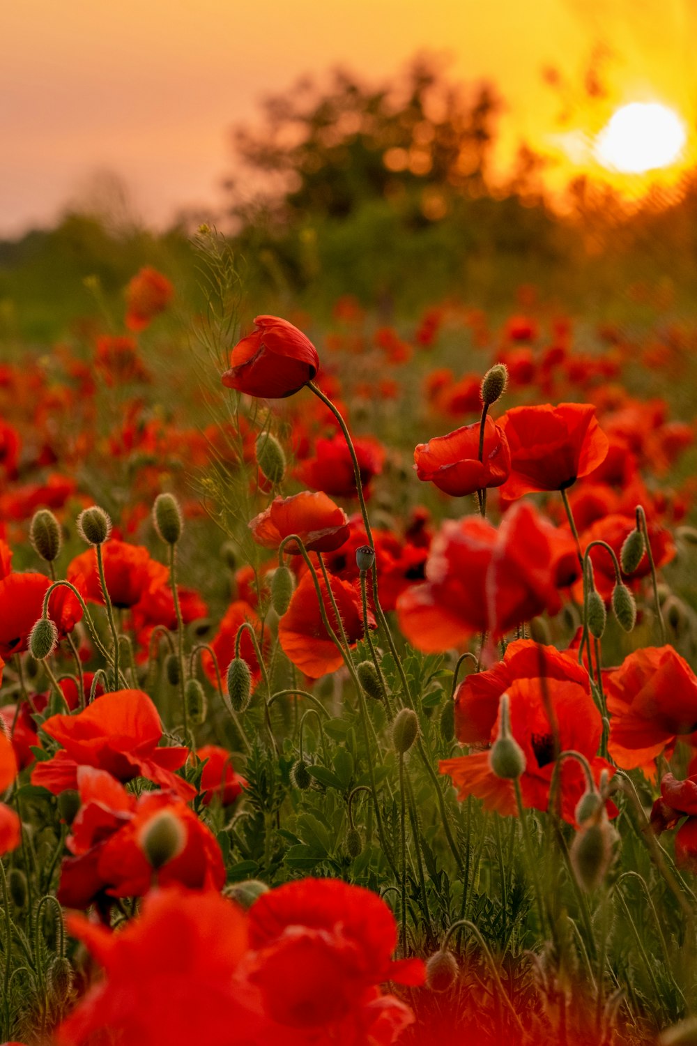 a field of red flowers