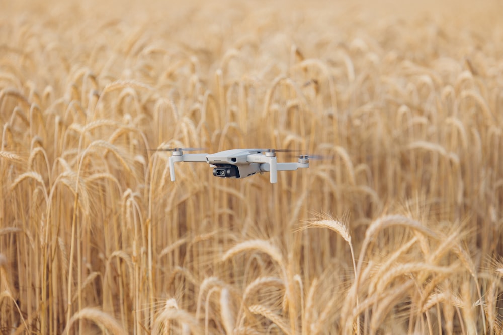 a drone flying over a field of wheat