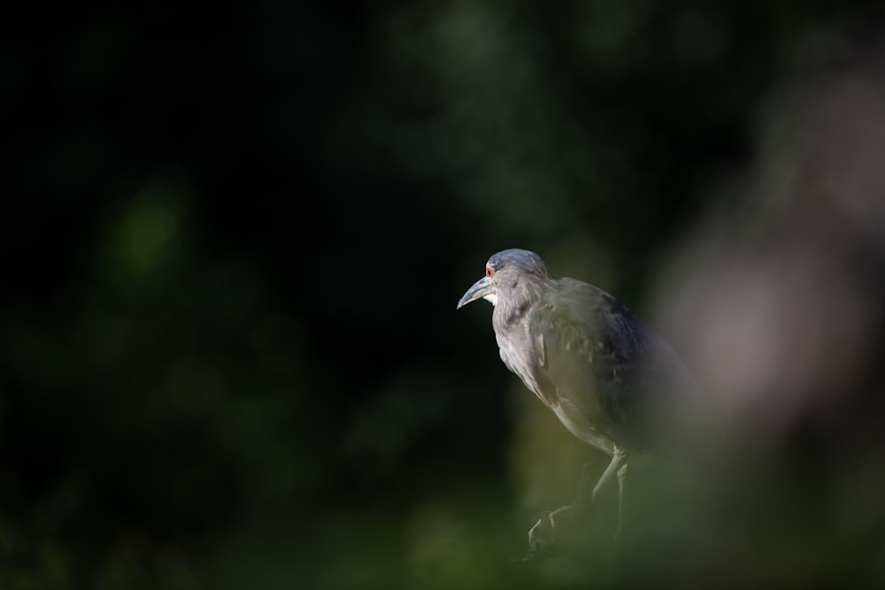 a bird standing on a branch