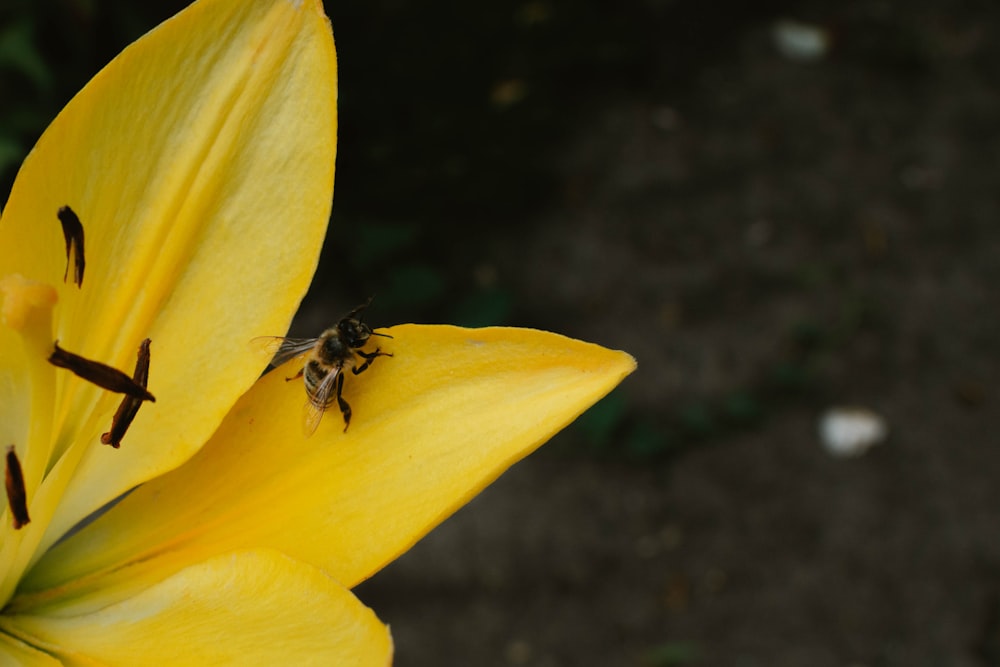 a bee on a yellow flower