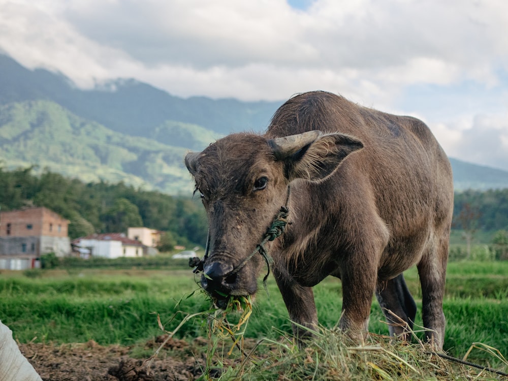 a donkey eating grass