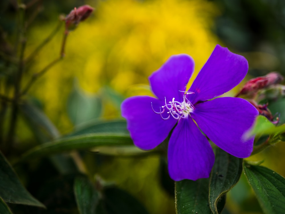 a purple flower with green leaves