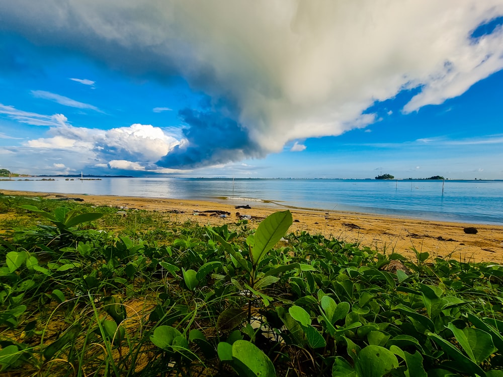 a beach with plants and water