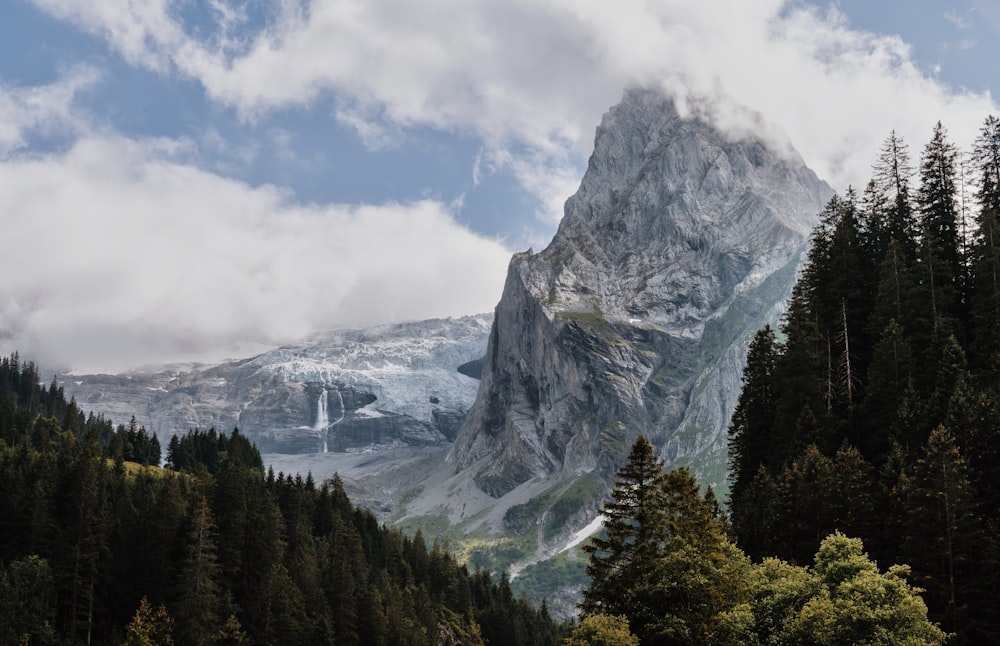 a tree with a mountain in the background