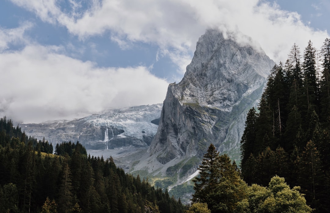 a tree with a mountain in the background,