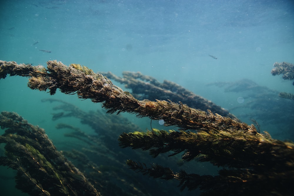 a tree branch in the water