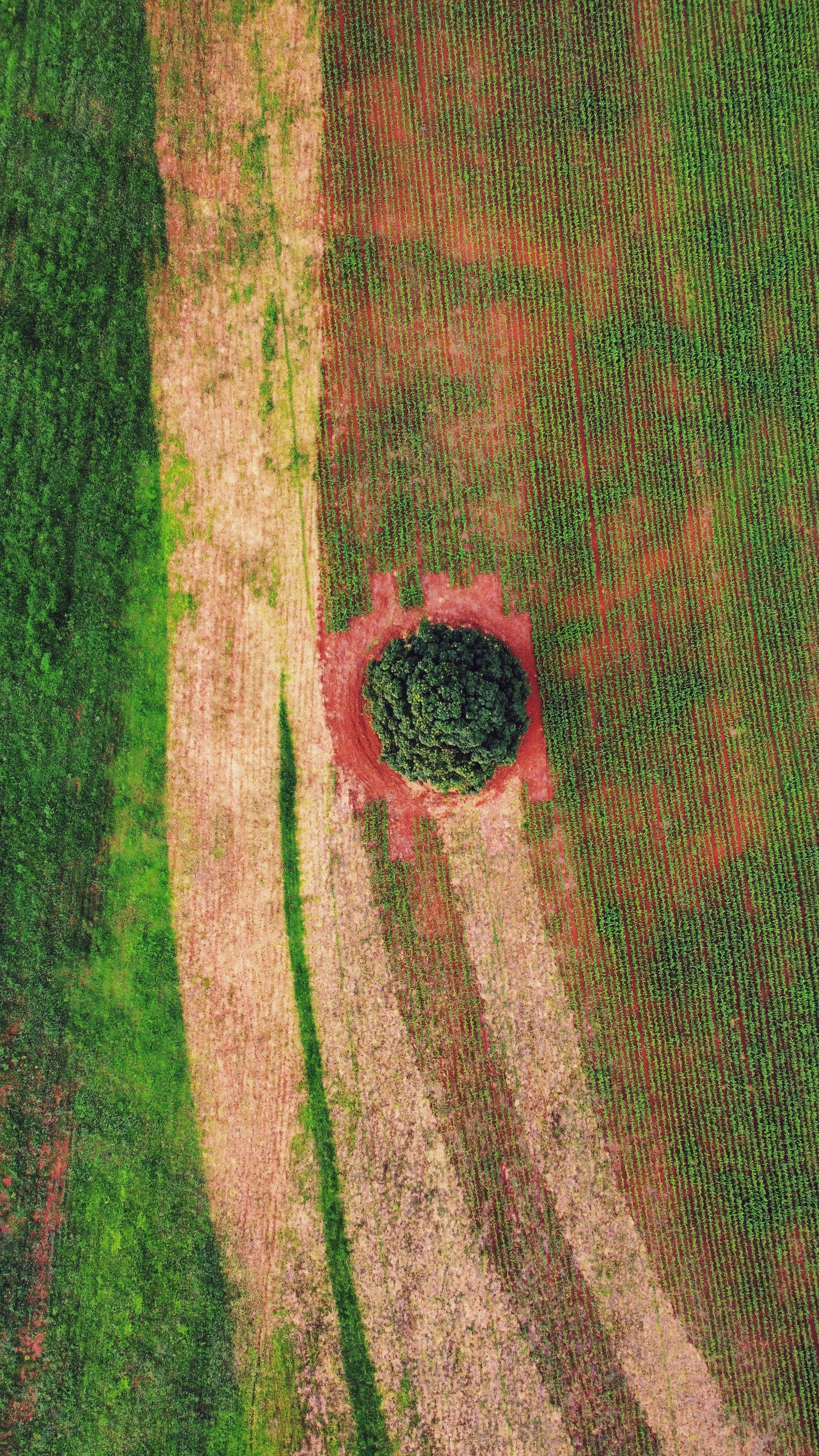 um close up de um campo verde