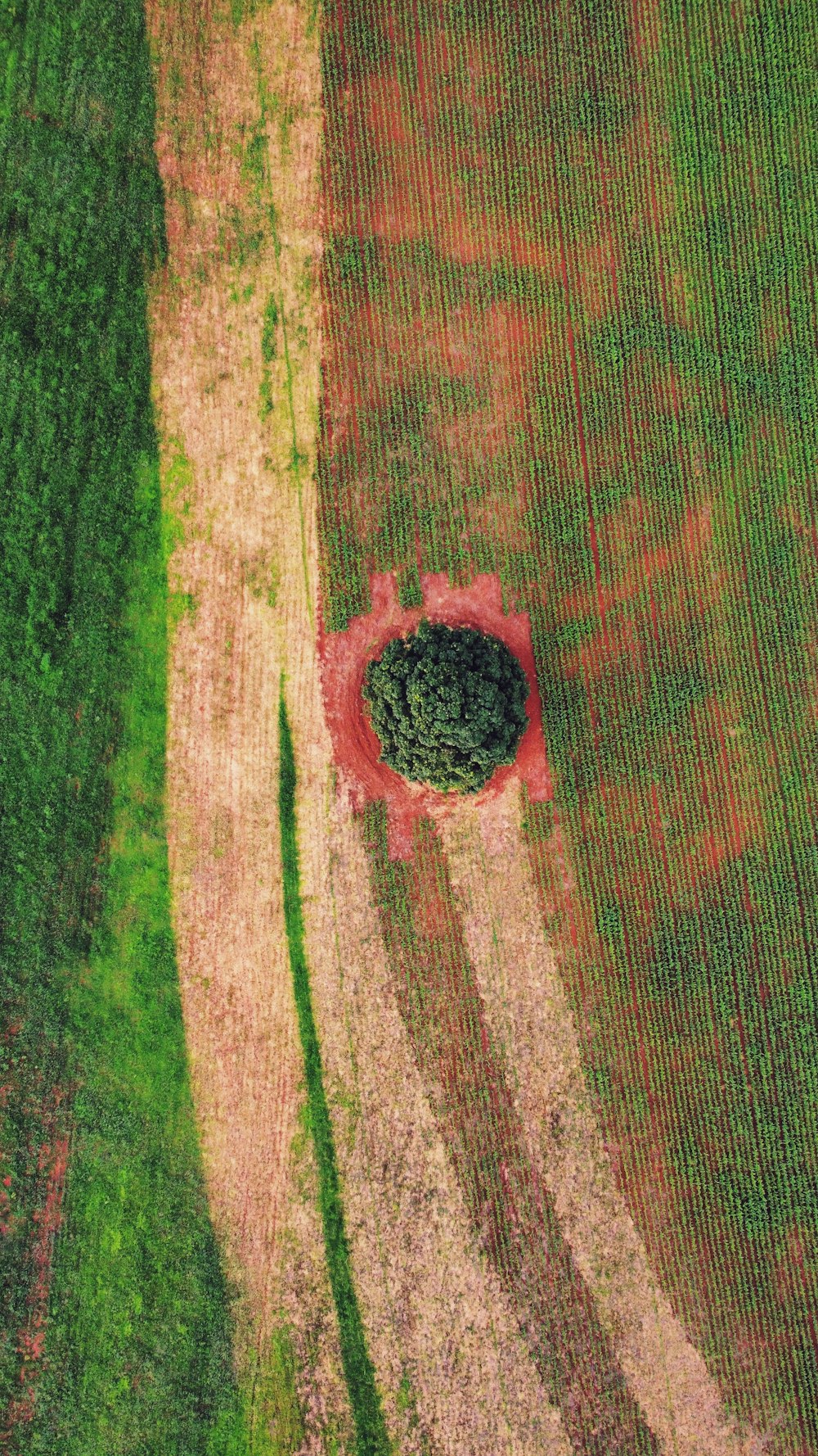 a close up of a green field