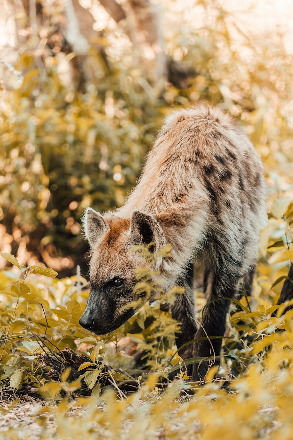 a hyena in a field of yellow leaves