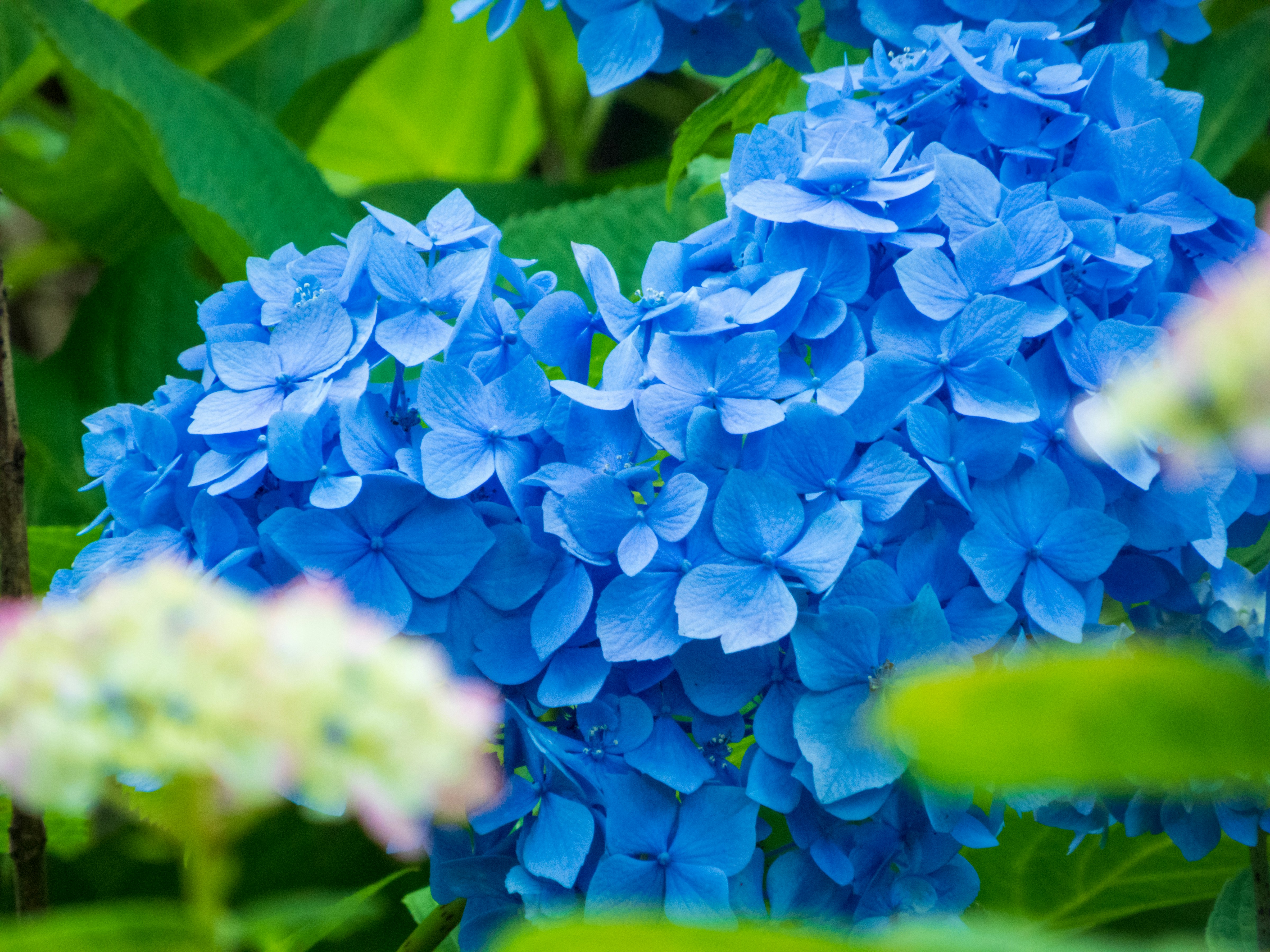A close up of blue flowers photo Free Japan Image on Unsplash