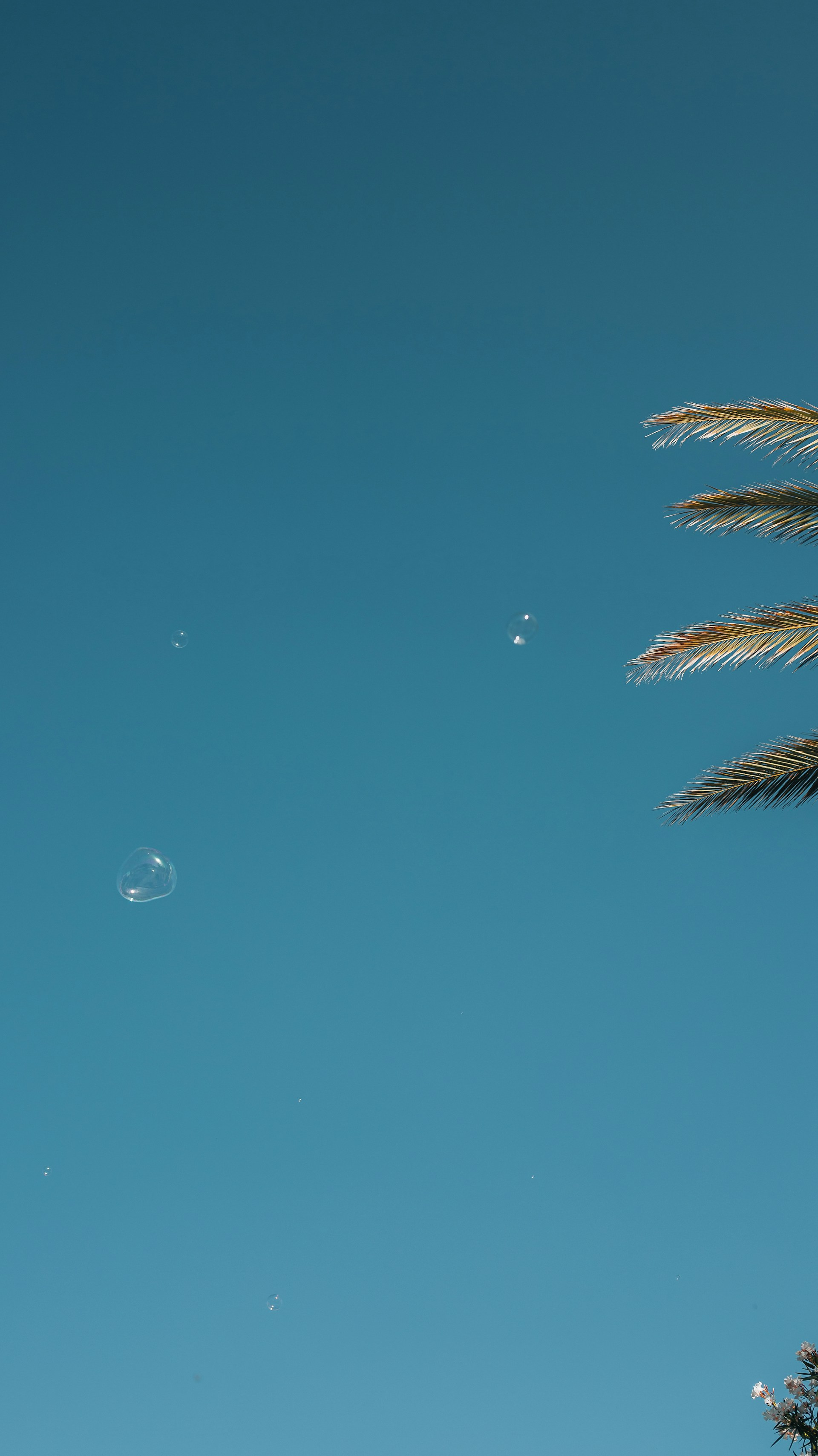 a blue sky with many dandelions