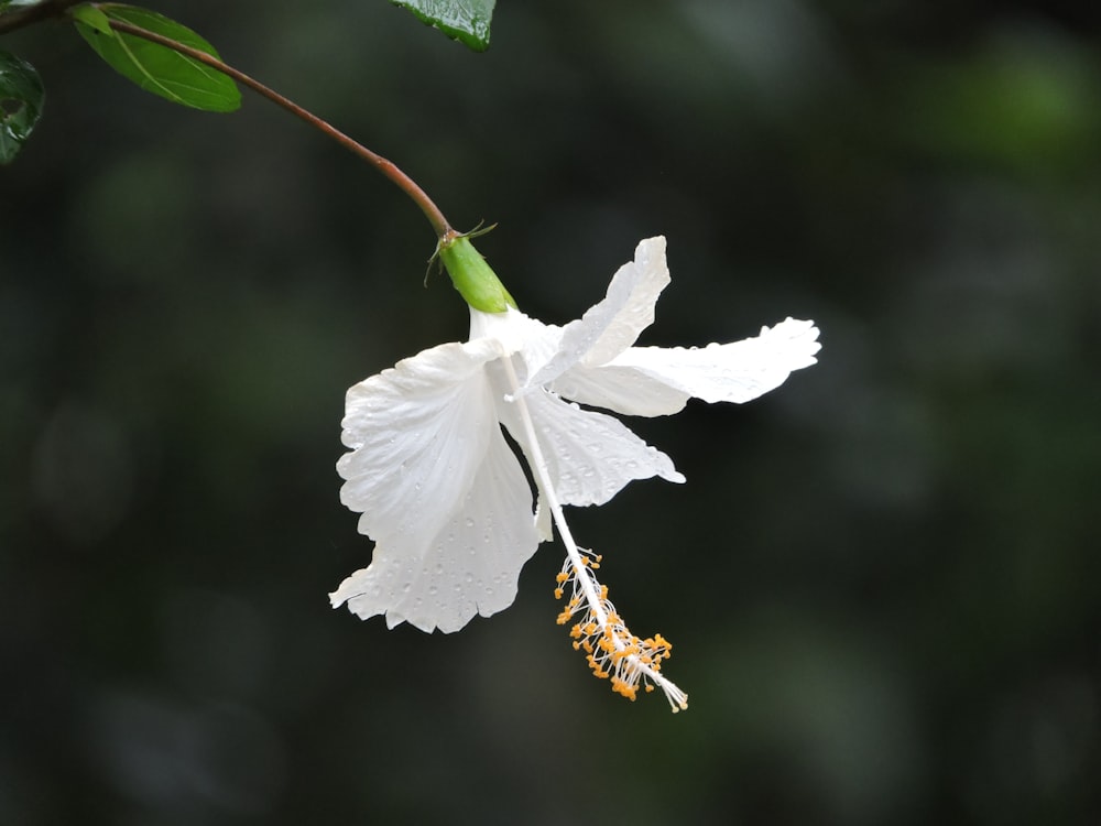 a white flower with a green stem