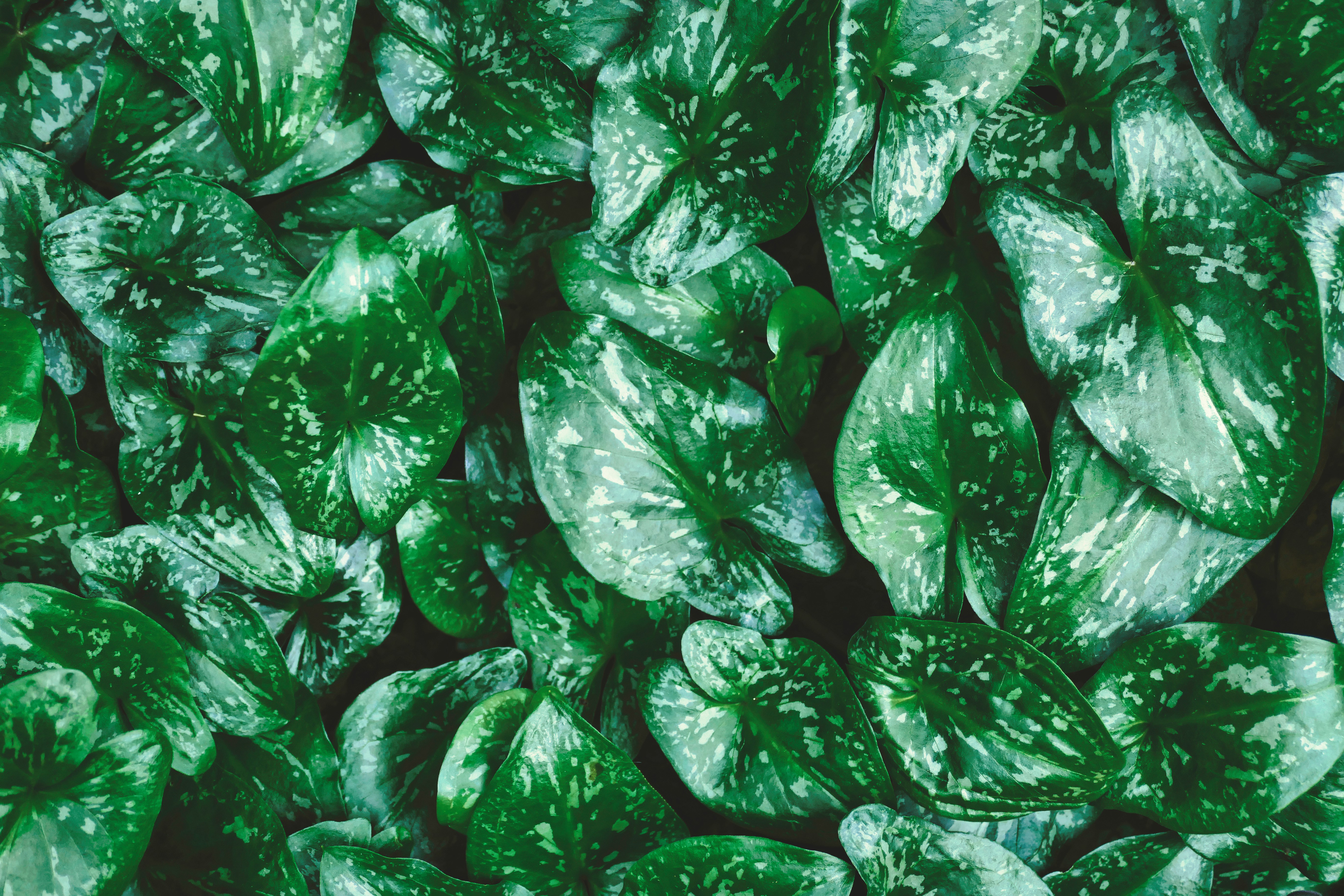 a group of green leaves, Dark color leaves background