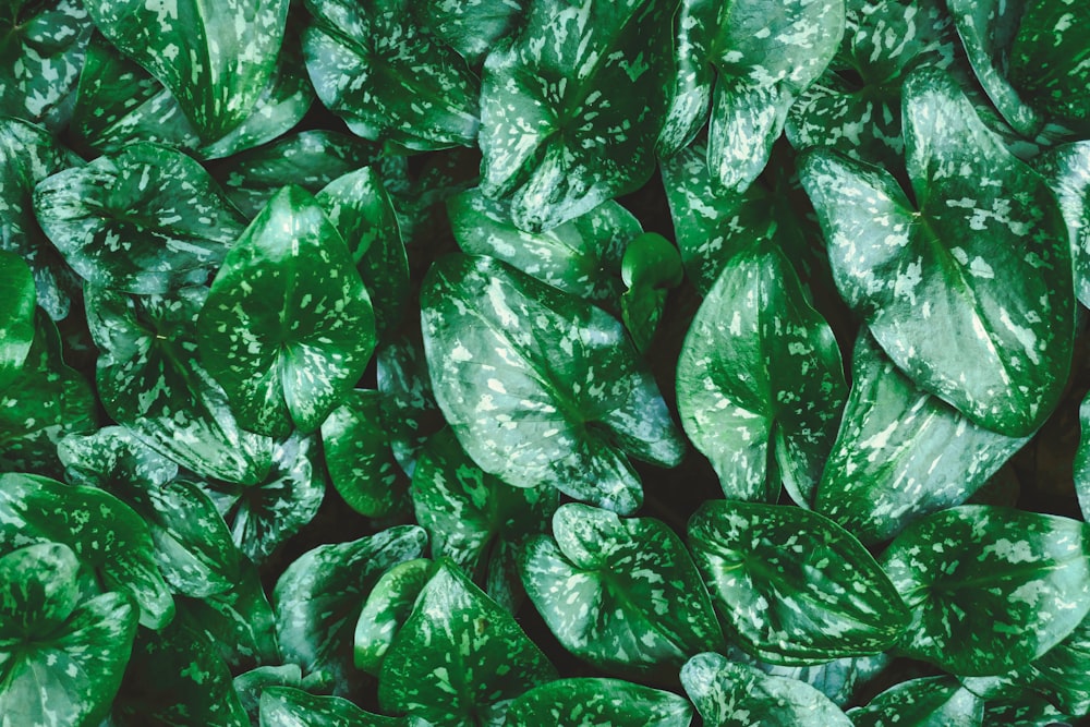 a group of green leaves