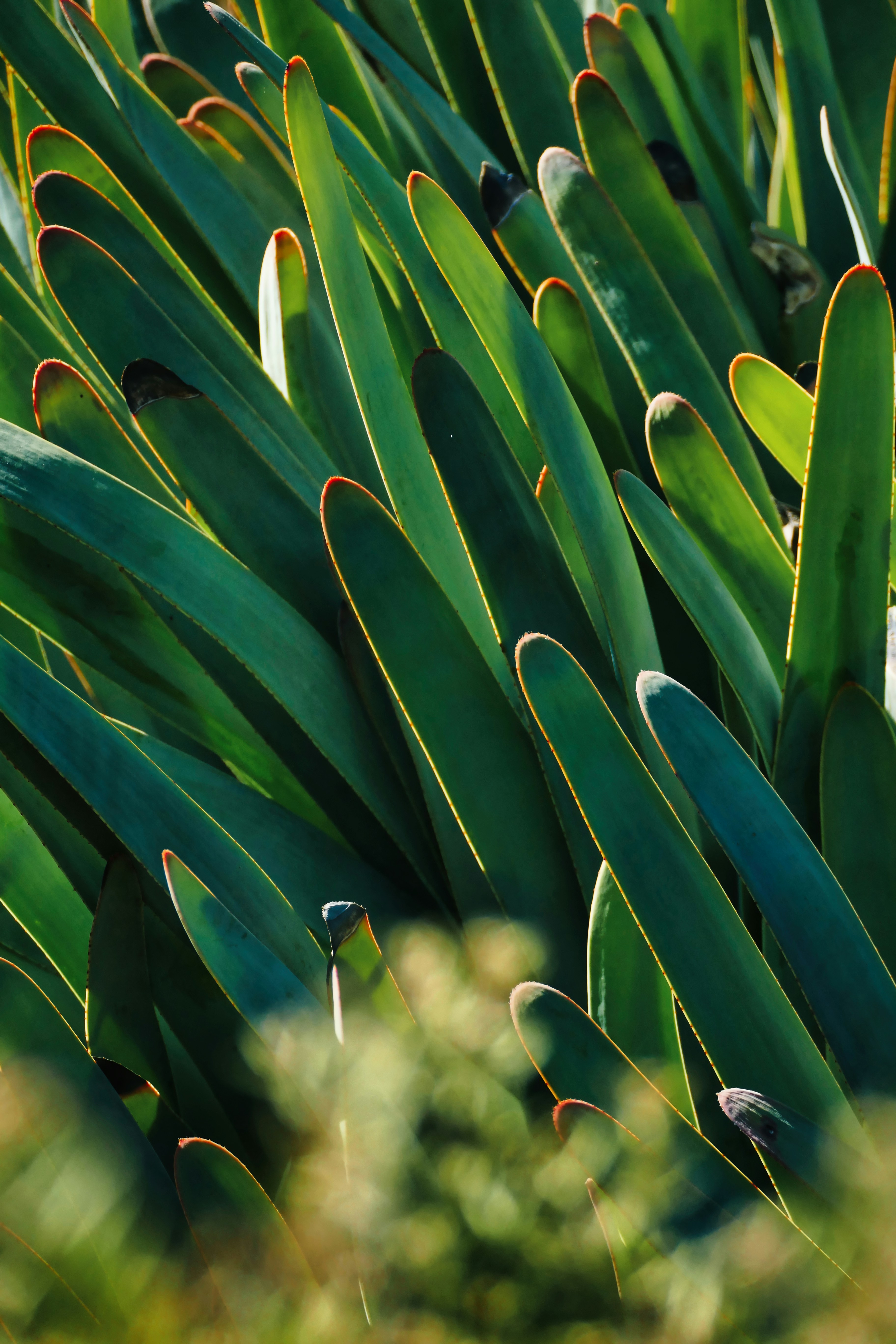 a group of insects on a plant