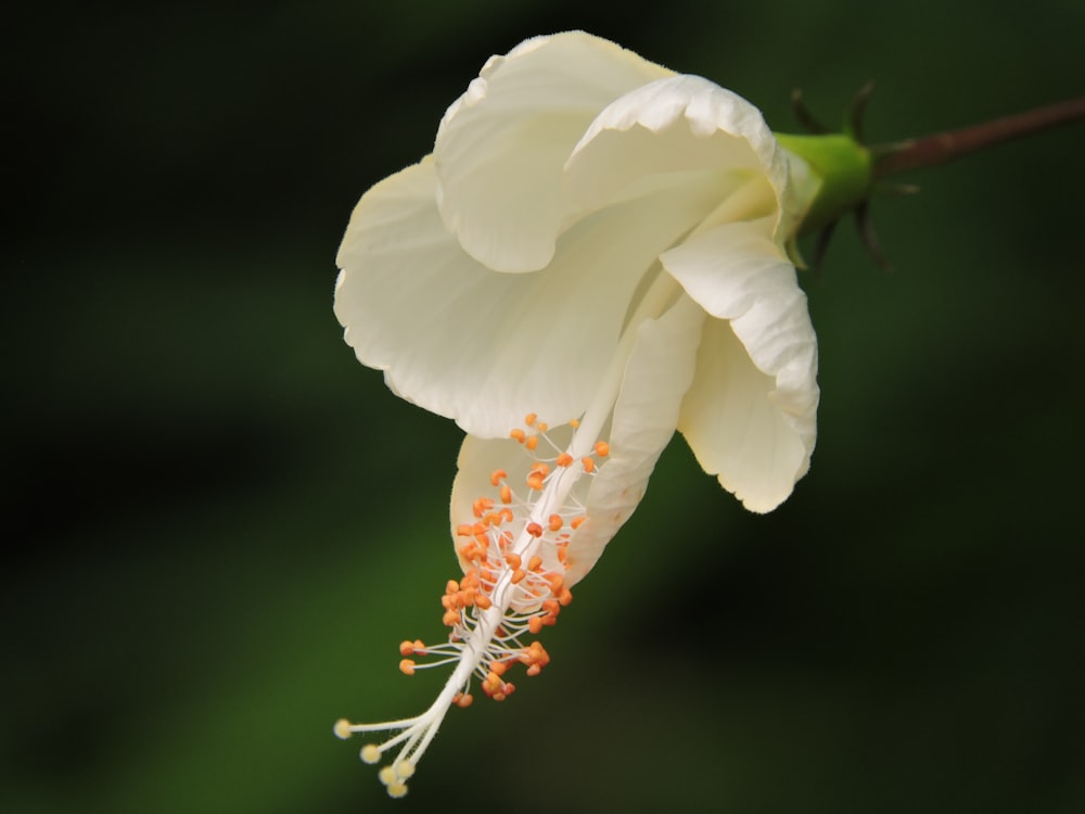 a white flower with a long stem