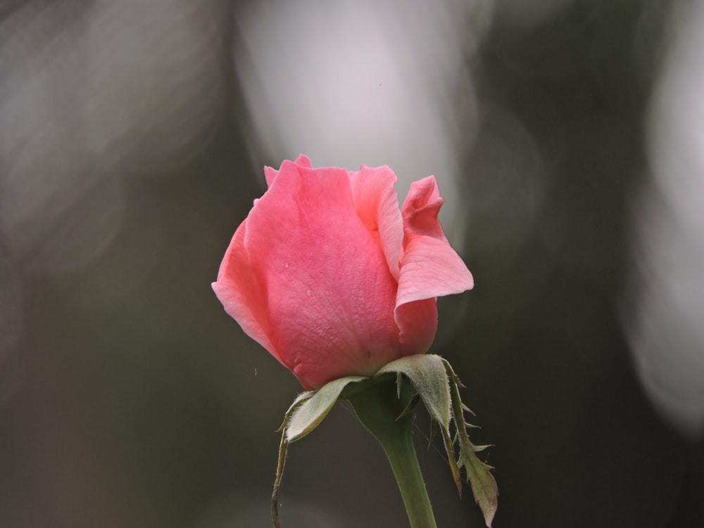 a close up of a flower