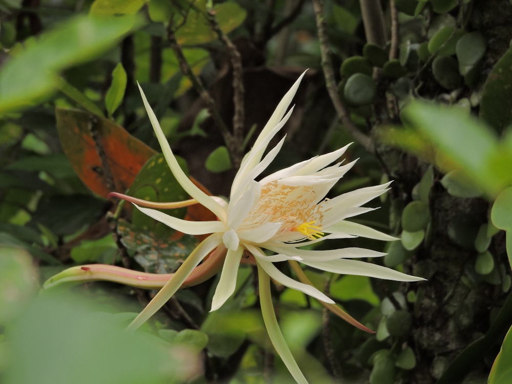 a white flower with yellow center