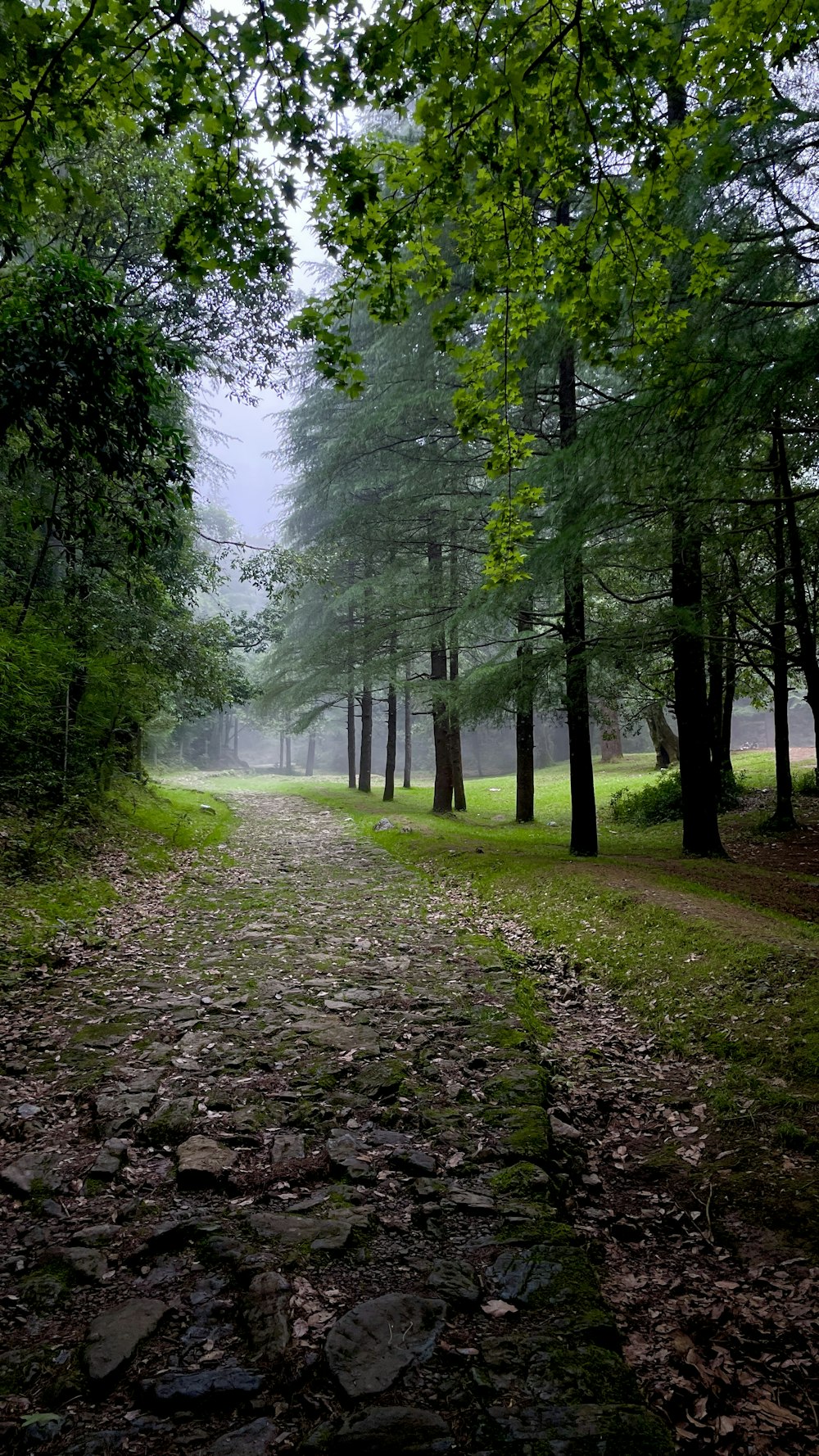 a path with trees on either side