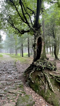 A forest path made of cobblestones winds through dense woods. A prominent tree with gnarled roots and a hollow trunk stands nearby, its canopy of green leaves filtering the misty light. The forest is lush and serene, creating a sense of mystery and tranquility.