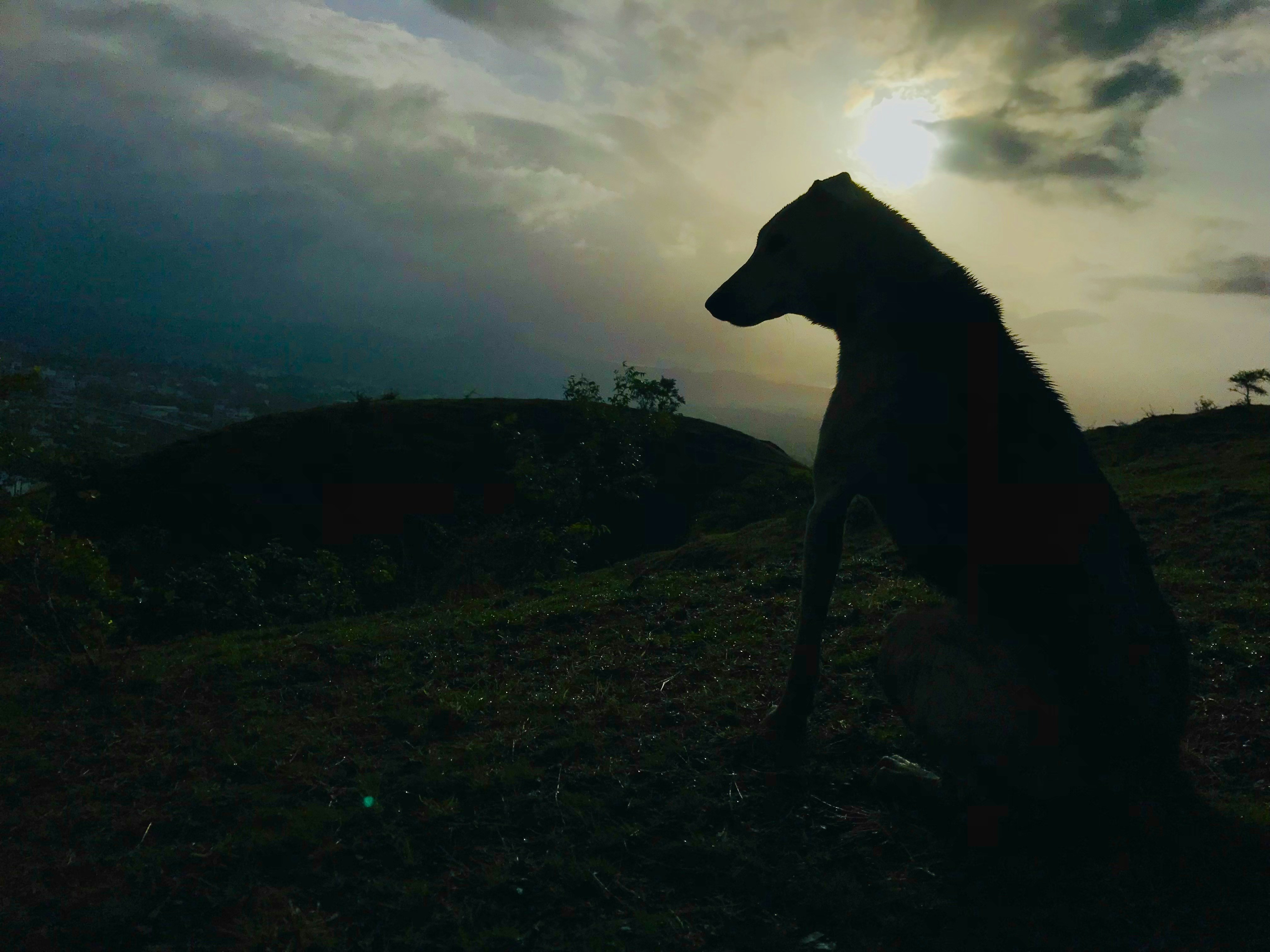 um cão sentado em uma colina