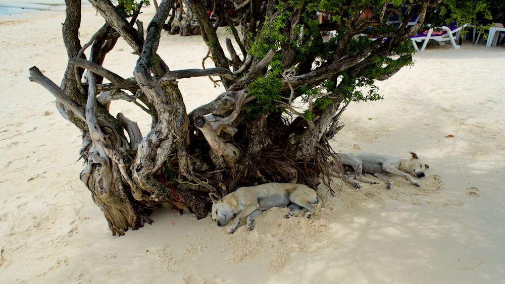 a group of animals lying under a tree on a beach