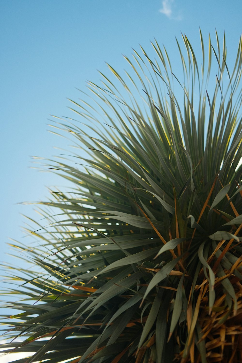 a close-up of a plant