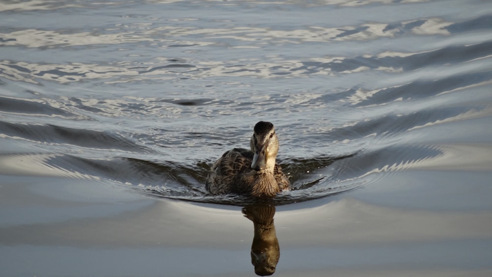 a duck swimming in water