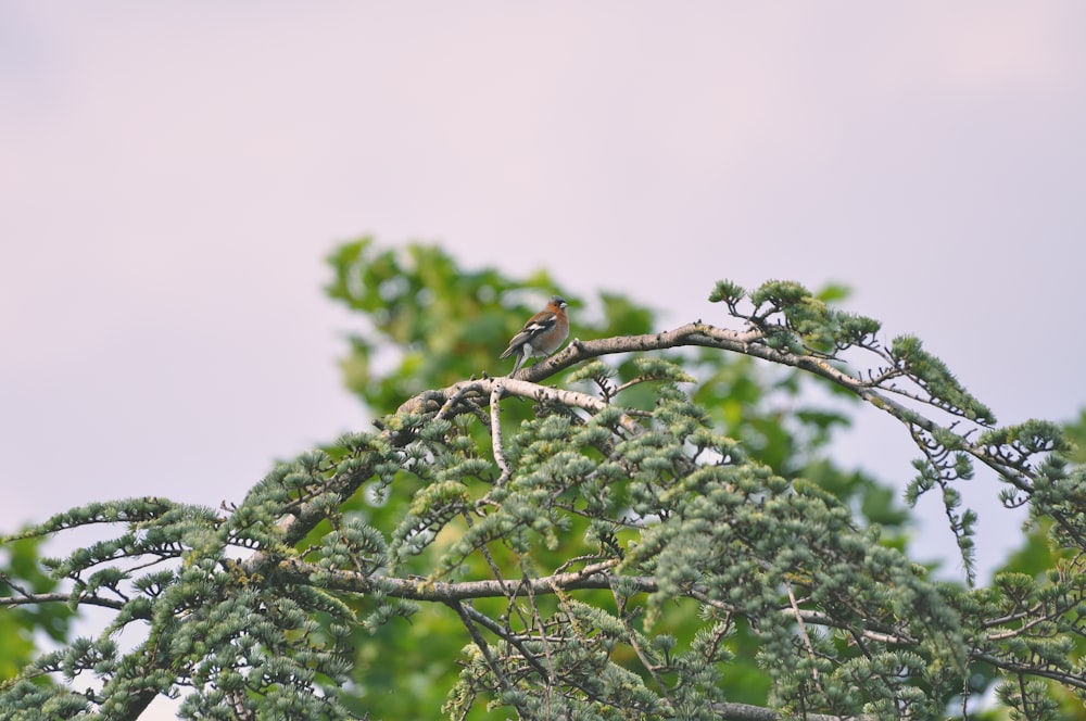 a bird sits on a tree branch