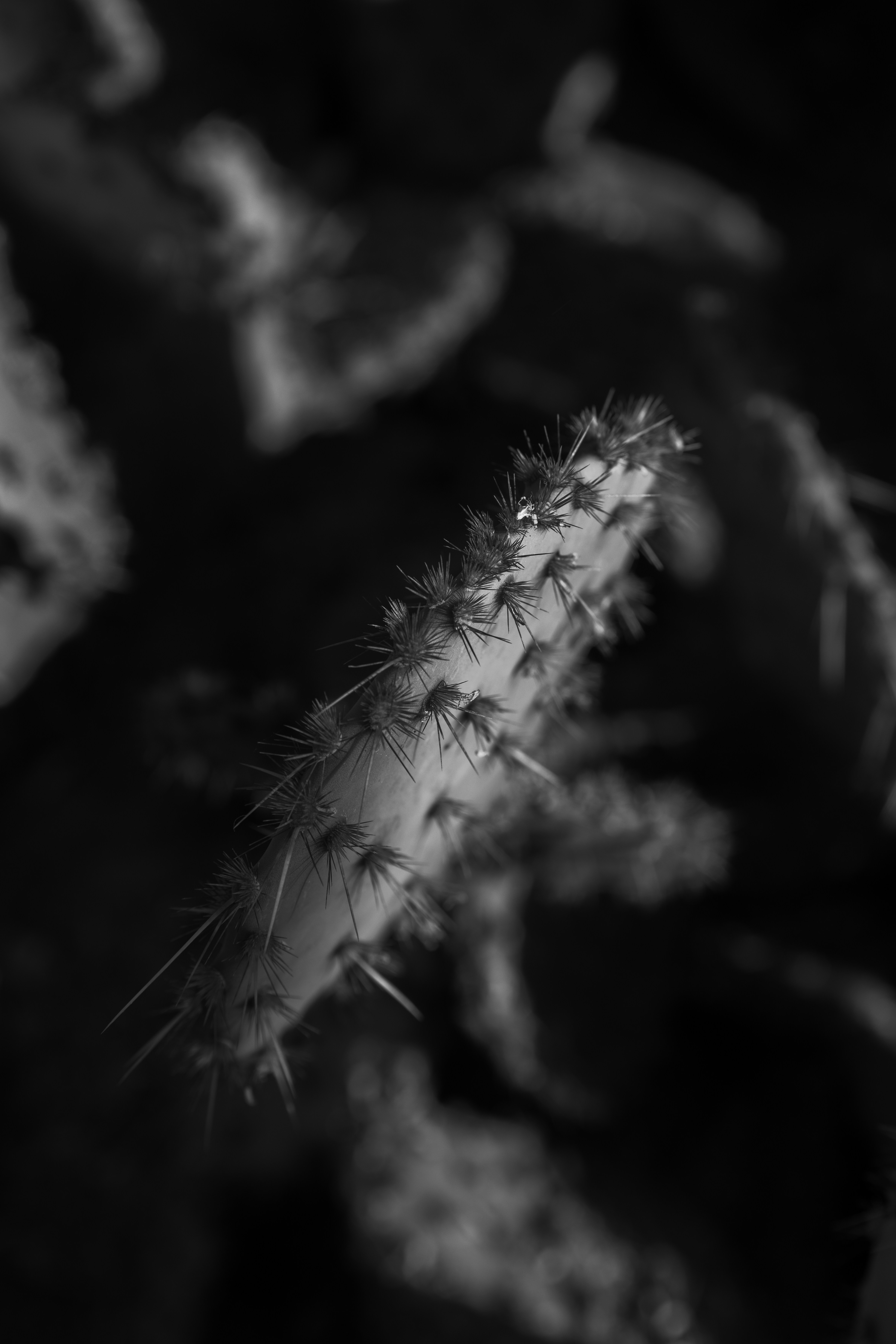 Photo by johnihreniuc