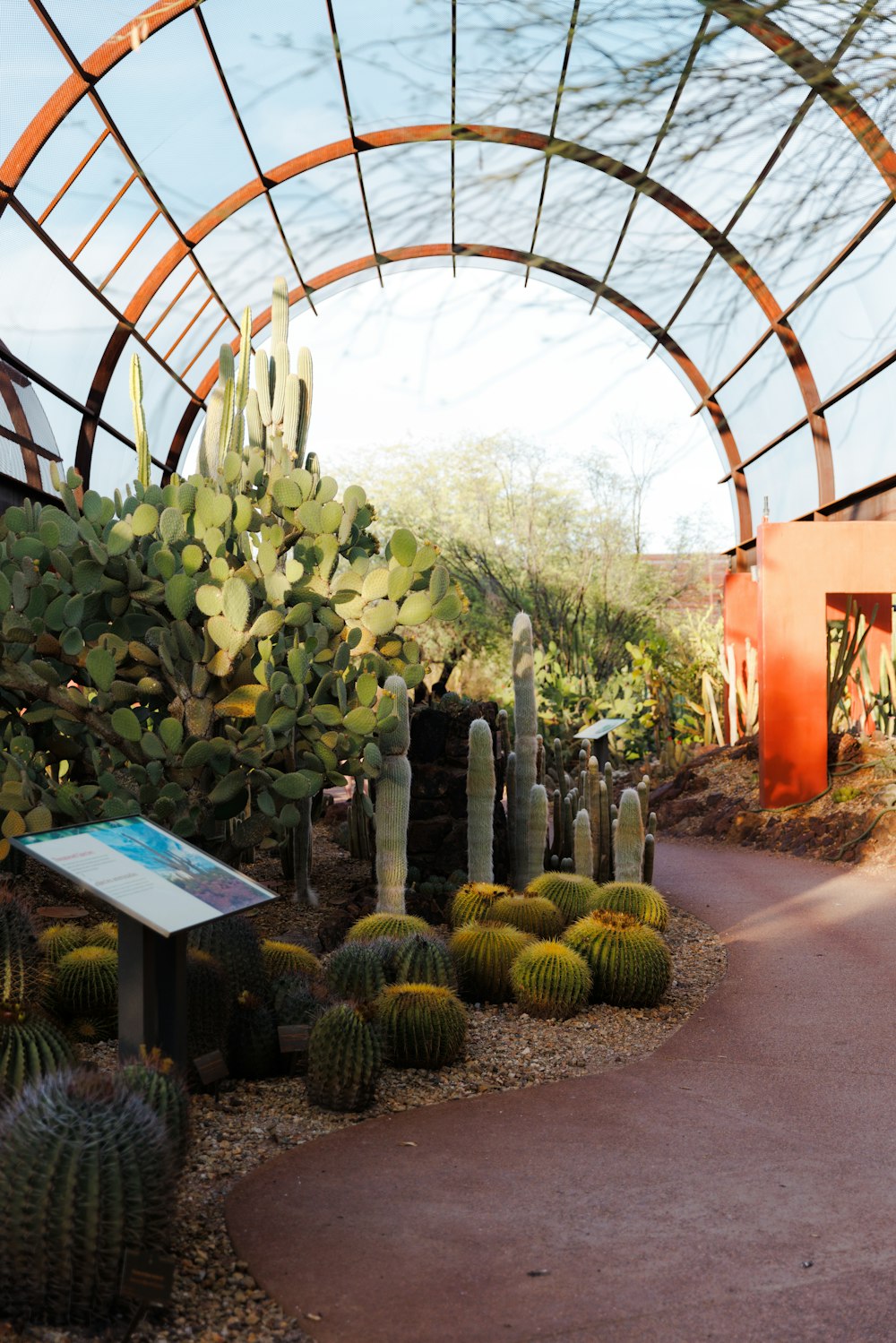 a garden with cactus