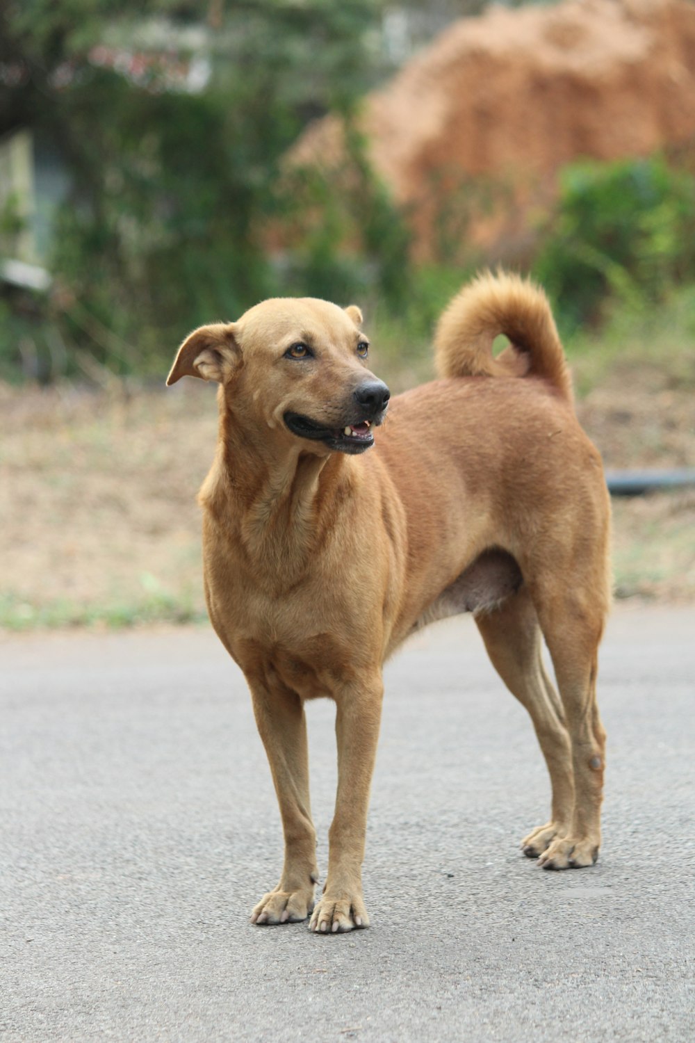 a dog standing on a road