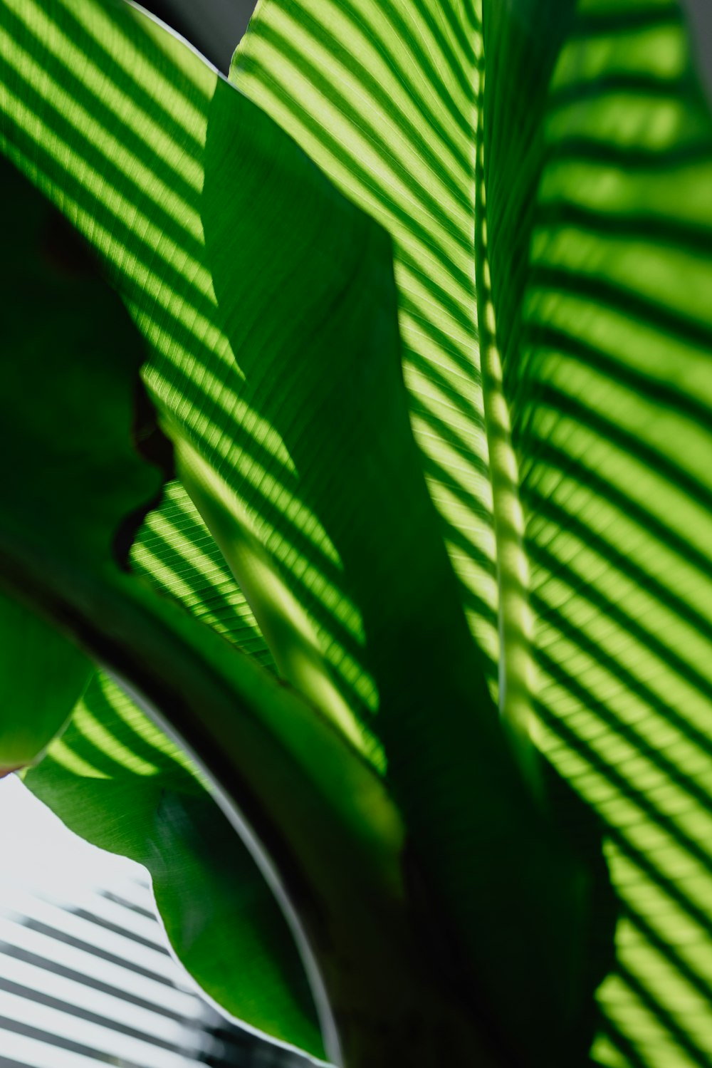 a close up of a plant