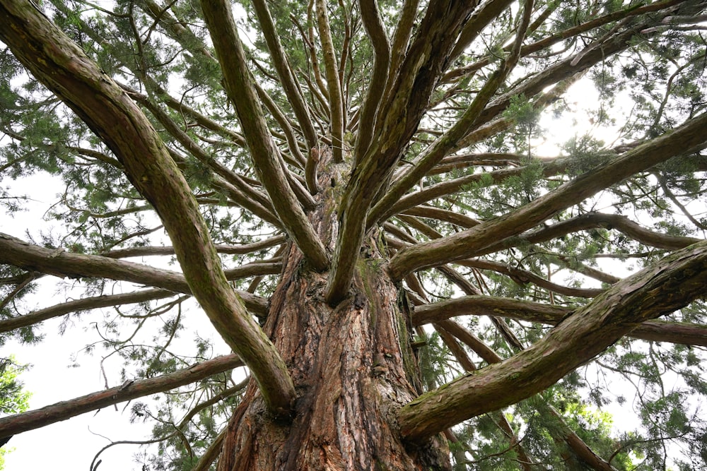 a tree with many branches