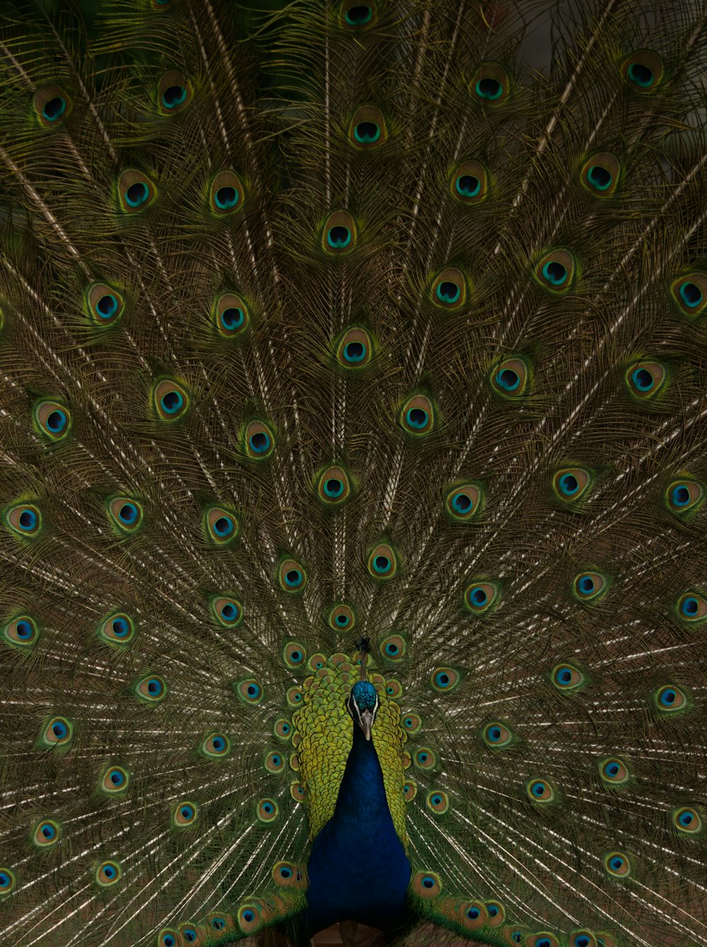 a peacock with its feathers spread