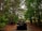 A black Jeep with its roof open driving along a narrow path surrounded by dense forest. Tall trees with vibrant green leaves tower above, creating a canopy effect. The path is composed of soil and small rocks, giving it a natural look. A person in the Jeep appears to be enjoying the ride, raising their arms toward the sky.