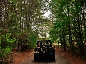 Jeep safari winding through dense forest with a glimpse of a deer.