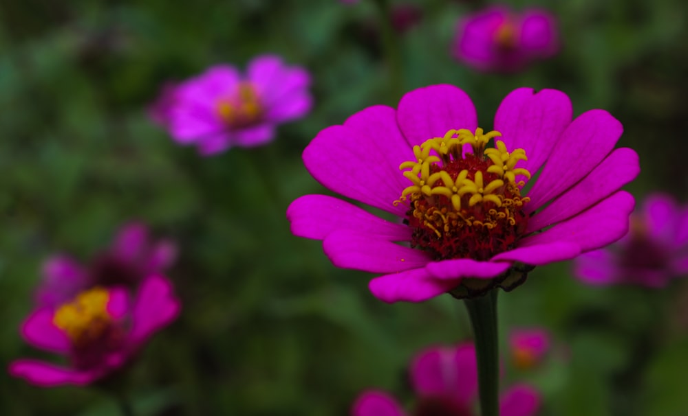 a close up of a flower