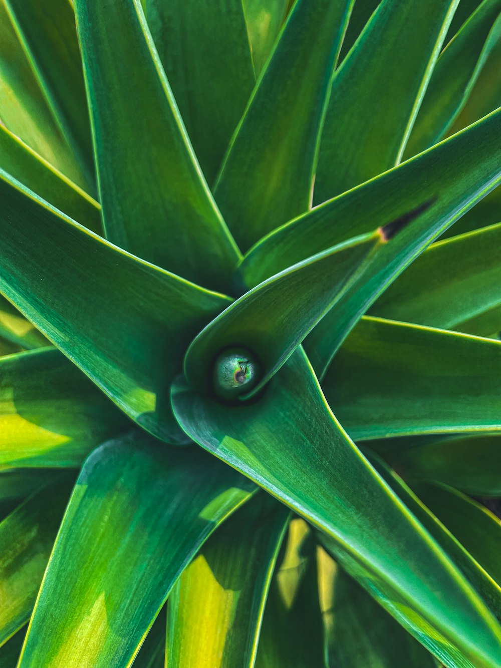 a close up of a plant