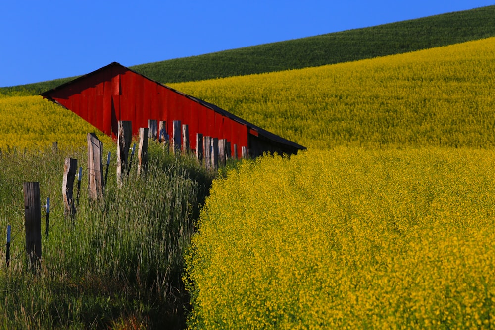 a barn in a field of yellow flowers