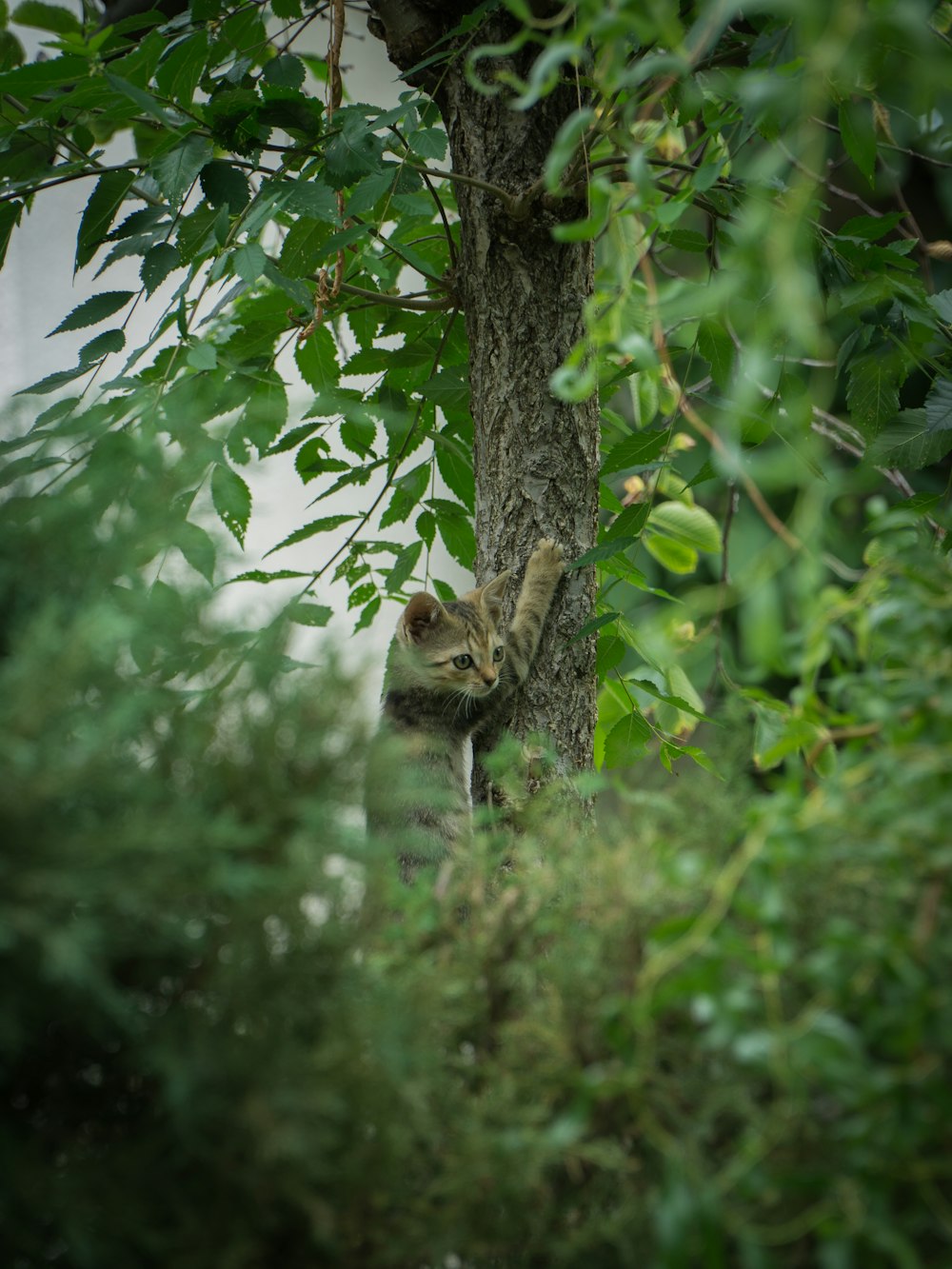 a cat in a tree