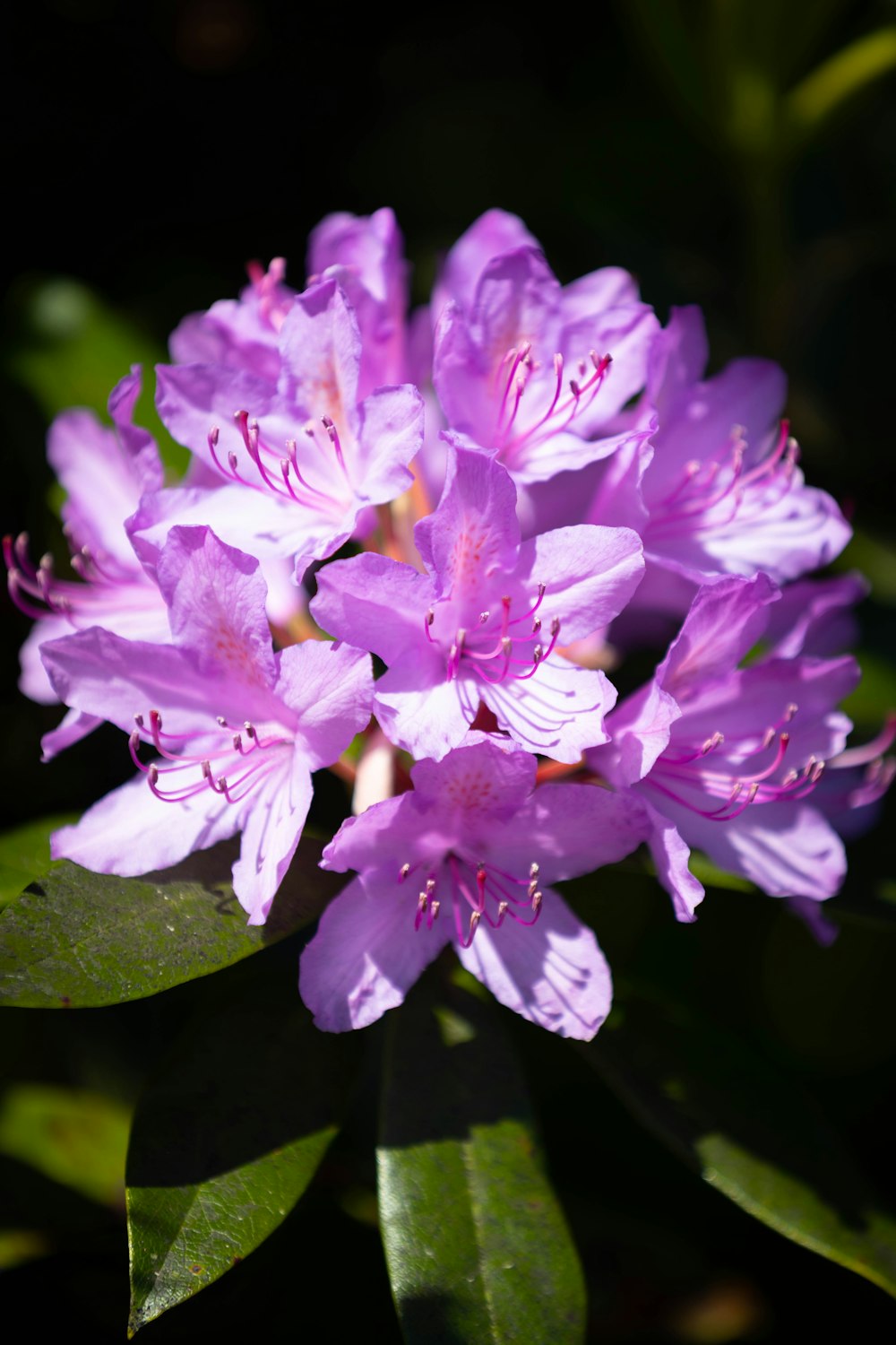 a close up of a purple flower