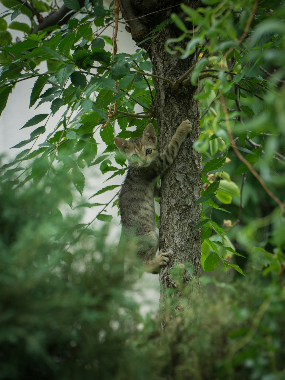 a cat in a tree