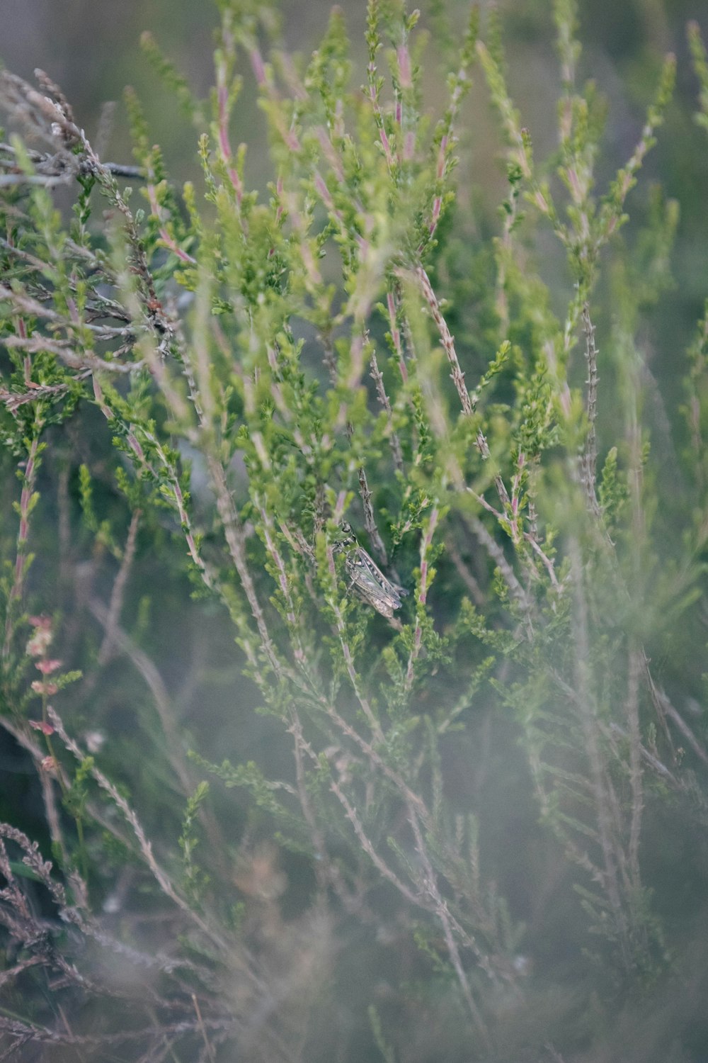 a close up of some plants