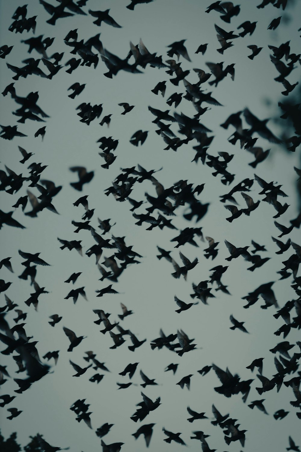 a flock of birds flying